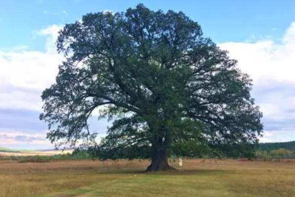 世界最古老的十棵树，朱鲁帕橡树位居榜首
