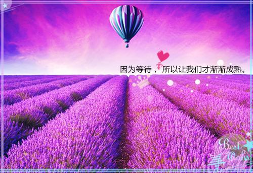 不见青山存:结局+番外+完结(霍宴秦兮霍青陆鸢)无弹窗阅读