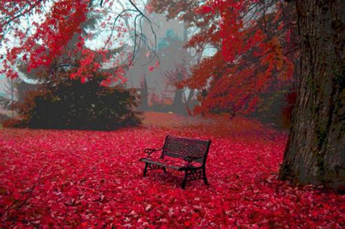 全本繁花盛意难平：+后续+结局（轩辕翊陆依霜）最新章节列表_全本繁花盛意难平：+后续+结局全文阅读