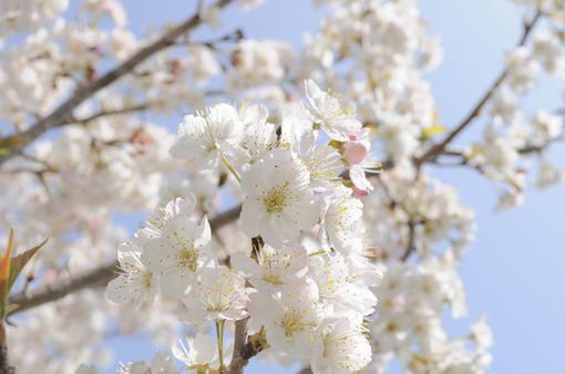 苏漾陆逸尘是什么书 苏漾陆逸尘免费章节在线阅读