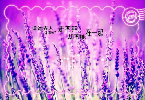 陆政言沈秀英小说叫什么名字 陆政言沈秀英全文免费阅读