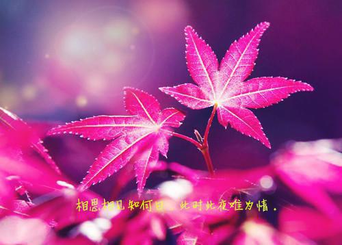 当女配看见弹幕后，被病娇男主强制爱了：结局+番外（裴纪洲江柠）最新章节列表_当女配看见弹幕后，被病娇男主强制爱了：结局+番外（裴纪洲江柠）当女配看见弹幕后，被病娇男主强制爱了：结局+番外在线阅读