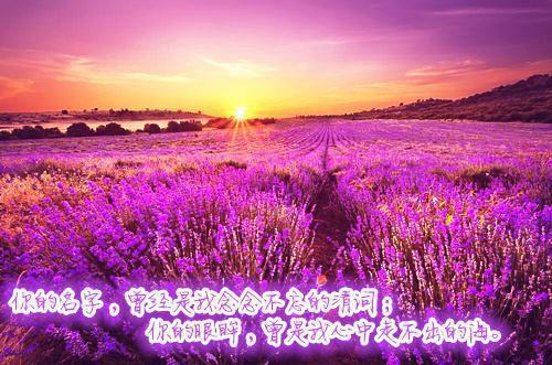 宋韵程晏枫免费全文无弹窗 宋韵程晏枫小说在线阅读