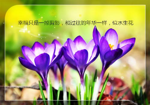 曾经沧海不堪顾秦枫屿小说(陌念微秦枫屿)外篇+结局（曾经沧海不堪顾秦枫屿）全篇在线阅读