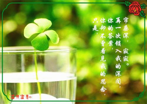 顾言迟陆枭免费全文 顾言迟陆枭小说在线阅读