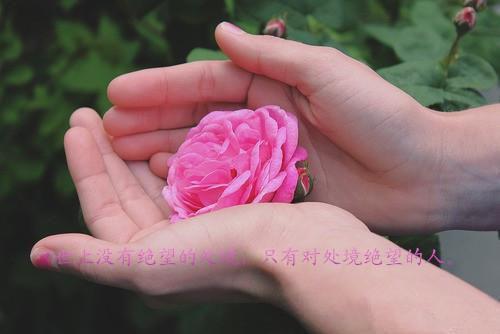 （野玫瑰的香味）野玫瑰的香味(毕秋)整书在线无广告高口碑小说