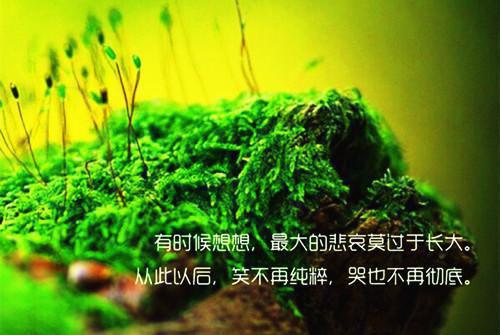 资本家小姐掏空宝藏，带俩娃随军小说全文目录 舒楹谢执砚小说免费阅读无广告
