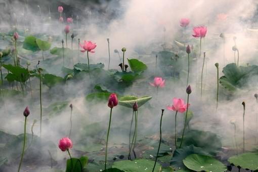 江柔张丽小说最后结局 江柔张丽完结版免费阅读