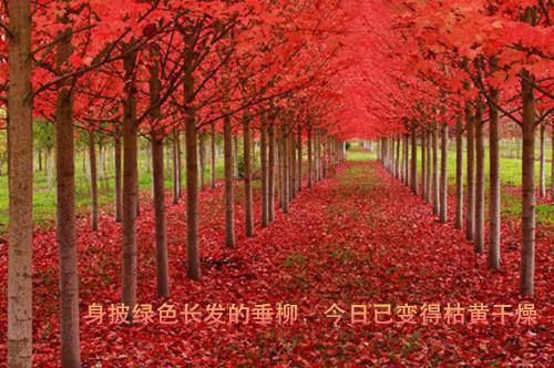 梓轩全文免费无弹窗 弟弟藏我高考准考证后,他悔疯了章节试读