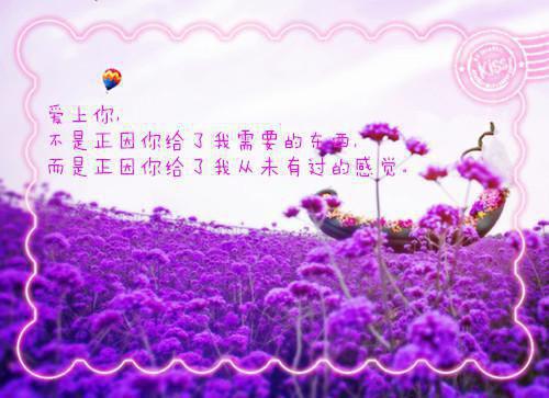 苏宁宁 主角苏宁宁厉行洲小说