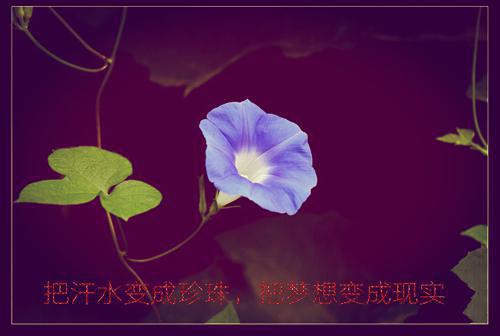 白清欢池暝小说(茶媚嫡女花式开撩，摄政王扶腰)全文+后续（白清欢池暝）无套路阅读