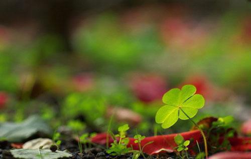 顾念晴盛逸宸小说叫什么名字 顾念晴盛逸宸全文免费阅读