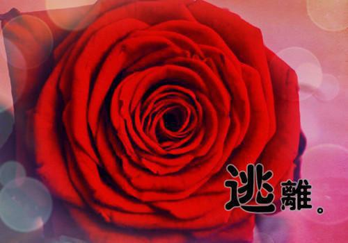 苏禾庄衡免费阅读第10章 苏禾庄衡大结局
