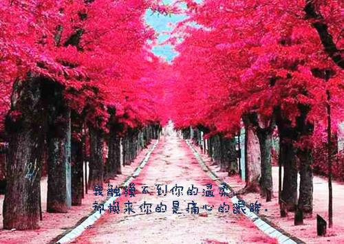 弃身份做一对寻常夫妻：大结局+番外小说 弃身份做一对寻常夫妻：大结局+番外佚名