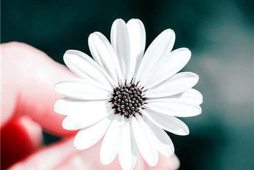 陆枭年叶可可温寂舒免费全文无弹窗 我假死支援非洲后，雇佣兵老公悔疯了：大结局+番外小说在线阅读