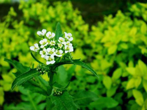 完结文人面桃花长相忆内容精选最新章节列表_完结文人面桃花长相忆内容精选全文免费阅读（阮雾梨闻砚辞）