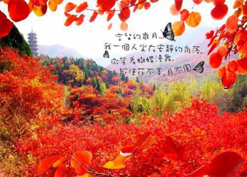 转身即漫漫霜华：（顾司爵叶诗言）全文浏览_转身即漫漫霜华：全文浏览