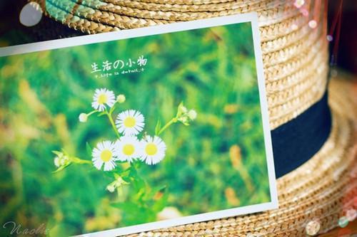 裴胤锦姝是啥小说 裴胤锦姝免费阅读无广告