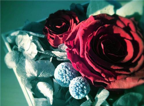 温念枝薄言澈小说叫什么 温念枝薄言澈小说全文免费阅读