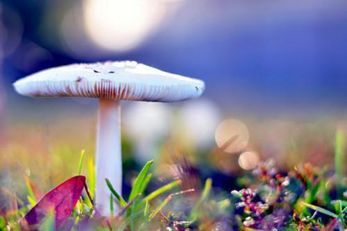 人面桃花长相忆：最阮雾梨闻砚辞推荐完本_已完结人面桃花长相忆：最（阮雾梨闻砚辞）
