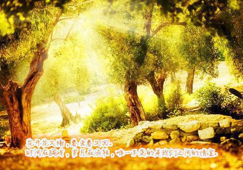 终章小说不信人间有白头：结局+番外(江聿风楚瑶)已更新+延伸（江聿风楚瑶）清爽版
