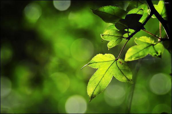 竹断相思情不知无广告 陆清晚林逸舟在线免费阅读