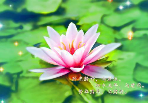 夏亦初顾辞远是什么小说的主人公 夏亦初顾辞远免费阅读