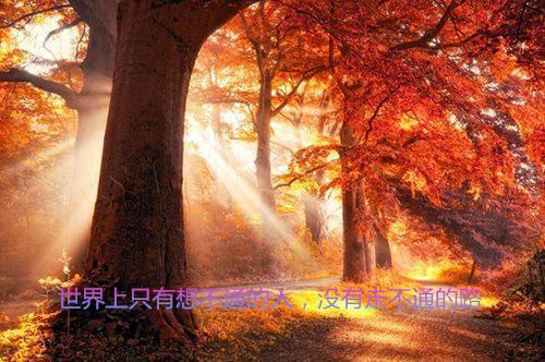 主角是林屿林宇的小说免费阅读全文大结局