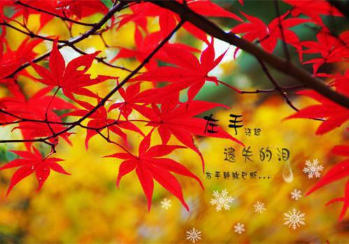 江曦安宋时衍全文最新章节正版小说免费阅读