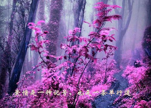 苏砚渊顾芮岚免费全文 苏砚渊顾芮岚小说在线阅读