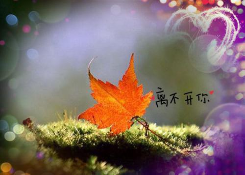 金丝雀妈妈的私生子抢了弟弟的交换生名额程清晏程清朗：全文+后续程清晏程清朗小说在线阅读