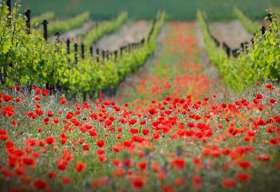无端却被春风误最新章节列表_无端却被春风误全文免费阅读(孟南汐宋祁钰)