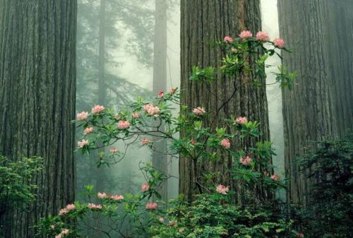 人面桃花长相忆独家出品（闻砚辞阮雾梨）全文浏览_人面桃花长相忆独家出品全文浏览