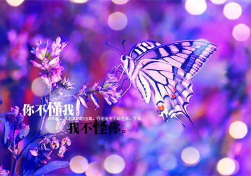 南州苏明曦免费阅读 南州苏明曦最新章节目录