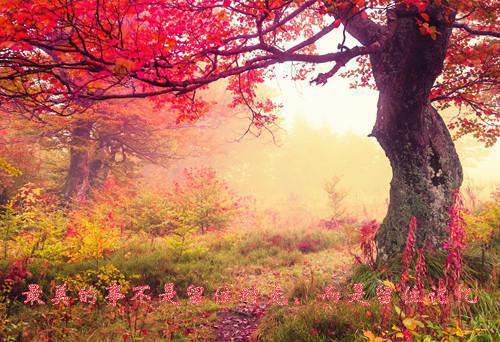 阮雾梨闻砚辞：结局+番外(阮雾梨闻砚辞)完结阅读无弹窗大结局_(阮雾梨闻砚辞：结局+番外)最新章节列表_笔趣阁(阮雾梨闻砚辞)