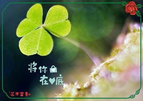 不负如来不负卿 主角宋景川苏苒沈千鹤小说