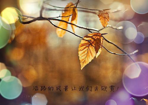 江溪江柔什么小说 江溪江柔全文免费阅读