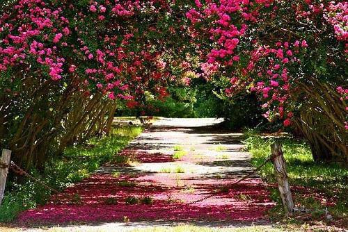 我对这对父子都失去了期待傅霆深林清语林清语傅霆深小说最新章节(在线阅读)