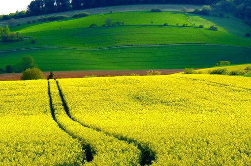 完结文人面桃花长相忆：免费最新章节列表_完结文人面桃花长相忆：免费全文免费阅读（阮雾梨闻砚辞阮见微）