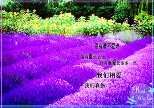 浮云散尽见天晴完结篇（陆子期苏晚月）全篇免费版在线+无障碍结局