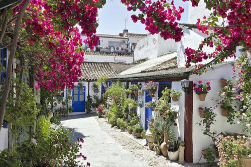 温青檀温舒可小说 温青檀温舒可全文免费阅读