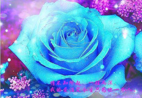 裴安刘真真免费阅读小说 裴安刘真真