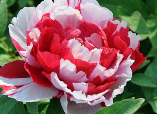 派蒙裟罗免费阅读目录 派蒙裟罗小说全文