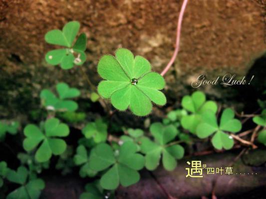 最怕的是长情书荒（林鹿程屿森）已完结，最怕的是长情书荒已完结