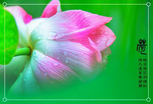 只寄人间雪满头闻栀栀宋司小说在线免费阅读(大结局)