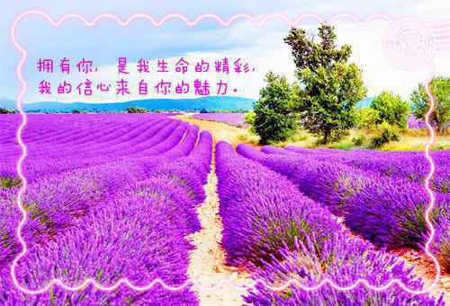 梁鸿白灵珊小说全文 梁鸿白灵珊小说免费阅读大结局