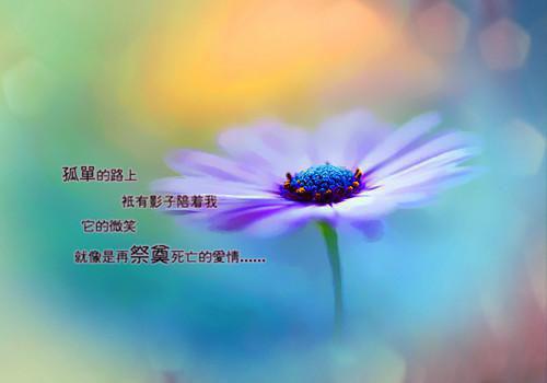 陆宴礼陆晚瓷免费章节最新 十一年夏至by芝士考拉
