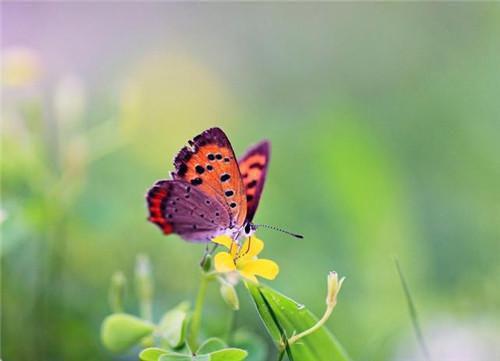全本苔藓爬满旧日诺言好文分享（顾砚廷慕晚夏）最新章节列表_全本苔藓爬满旧日诺言好文分享全文阅读