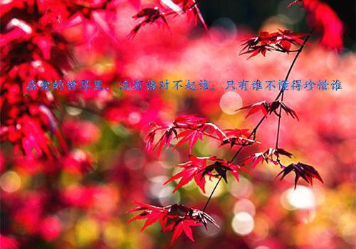 陆清涵陆妍是什么小说 兰秋脸红佚名