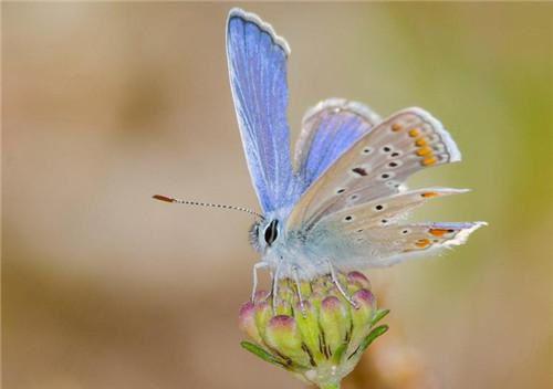拯救那条小蛇免费无弹窗 云念阿玄小说阅读